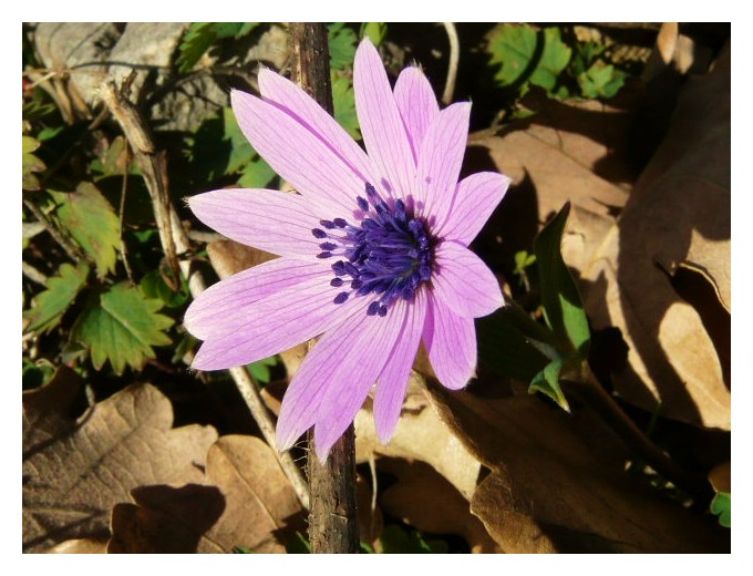 Anemone hortensis / Anemone fior-stella